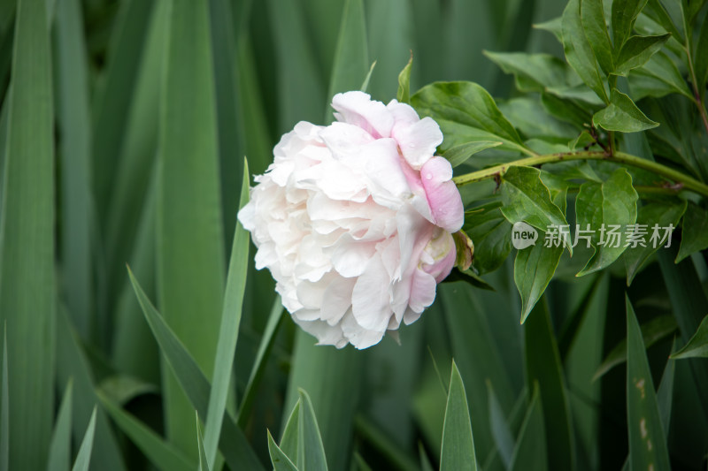 雨后挂满水珠的粉白色芍药花特写