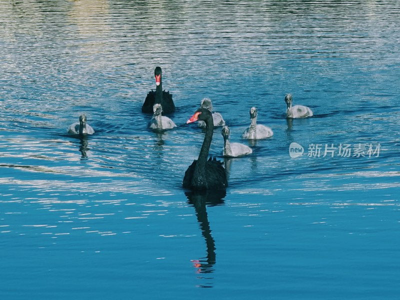 广州市流花湖公园的黑天鹅