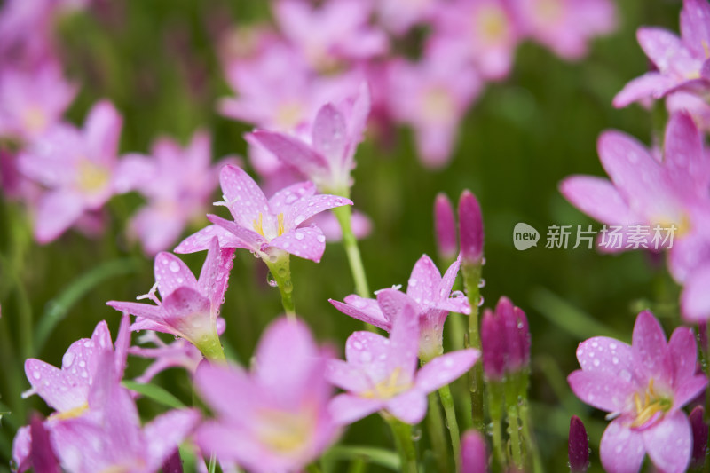 粉色的风雨兰花海