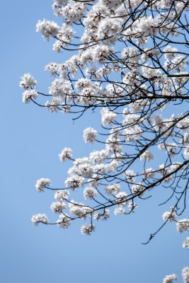 春天晴空下的白色樱花枝头绽放