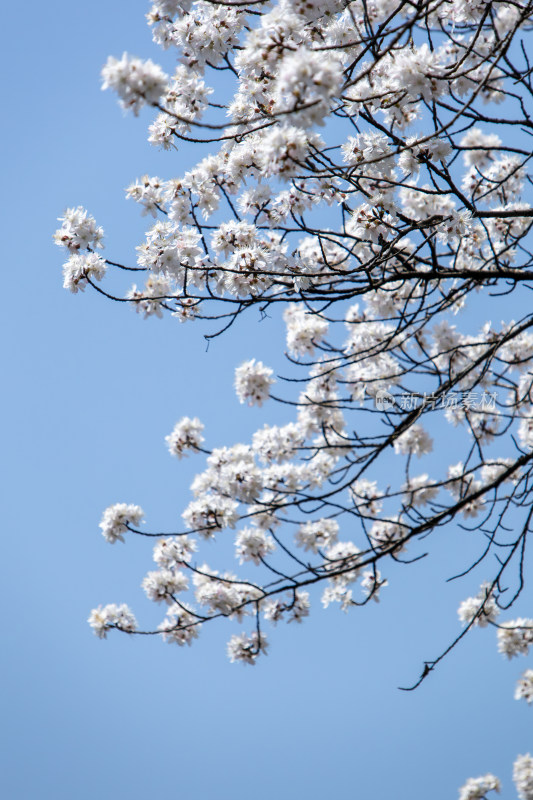 春天晴空下的白色樱花枝头绽放