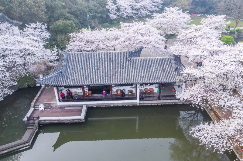 无锡鼋头渚樱花谷