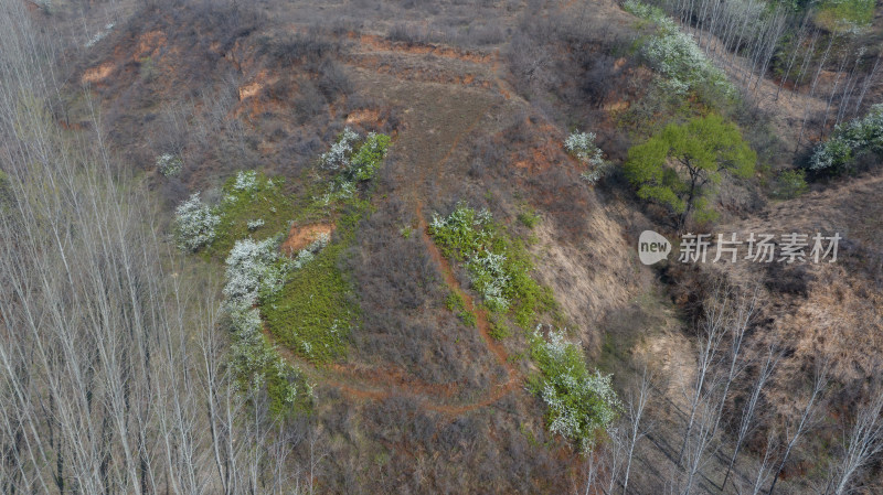 春天野外山坡山沟山花烂漫