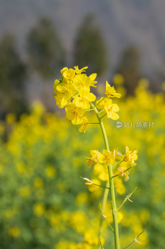 逆光拍摄带着露水的油菜花