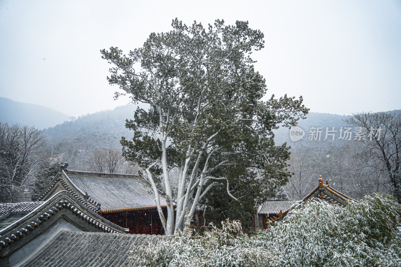 红螺寺冬季建筑积雪松树