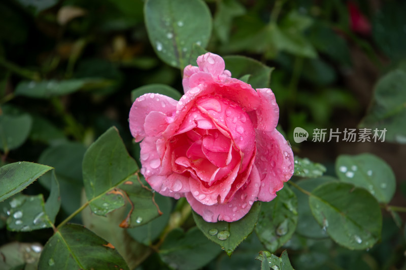 雨后粉色月季花特写