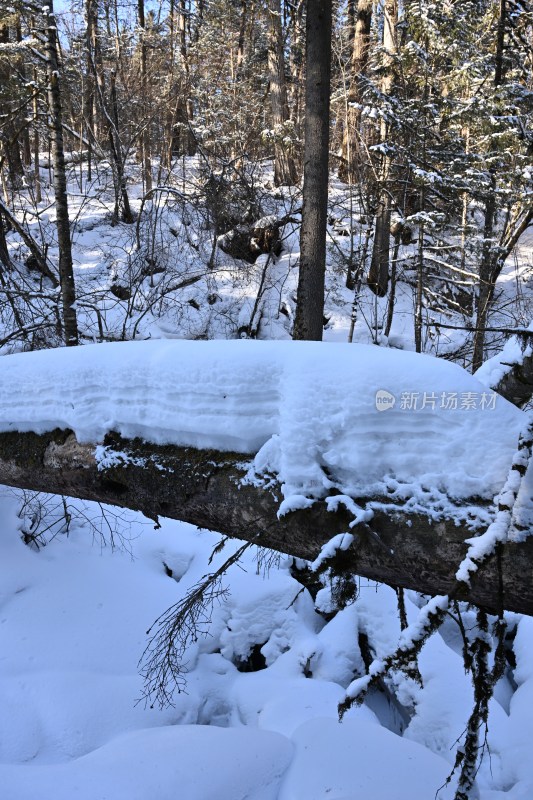 积雪覆盖的树林中一段树干的景象