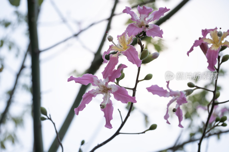 异木棉花