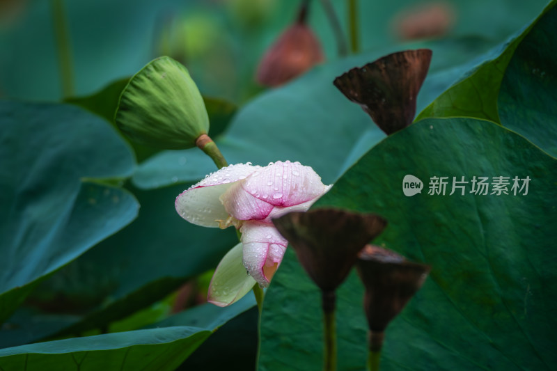 雨露滋润的荷花