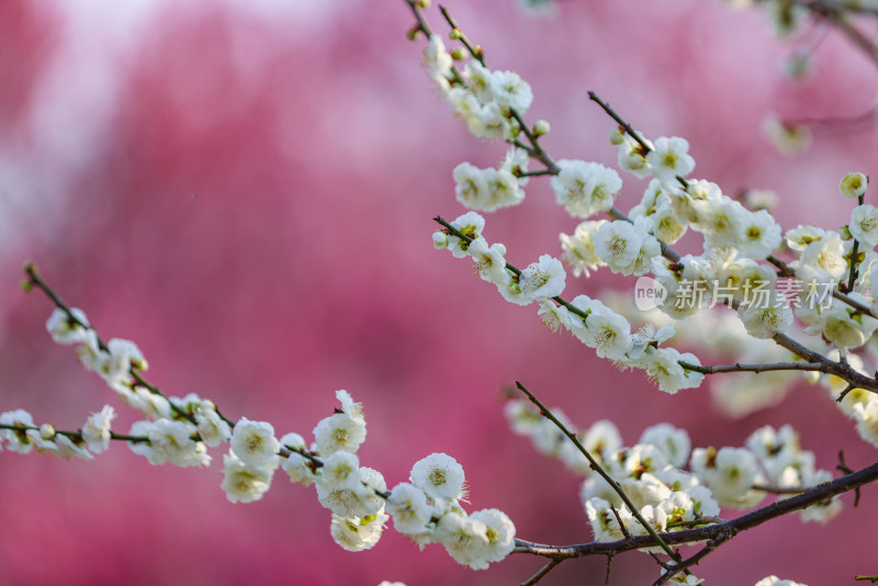 花开海上梅花节