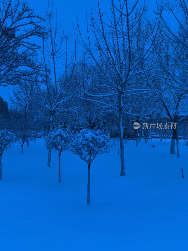 蓝调雪景中的光秃树木冬季景象