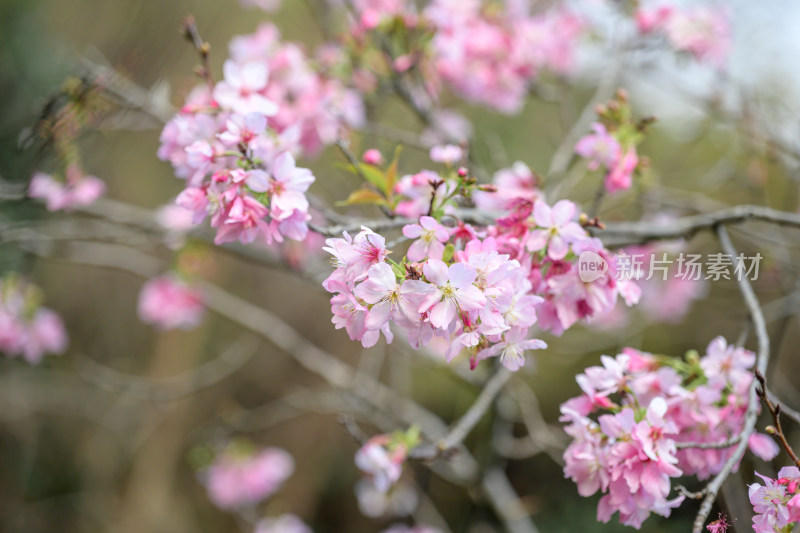 樱花特写拍摄