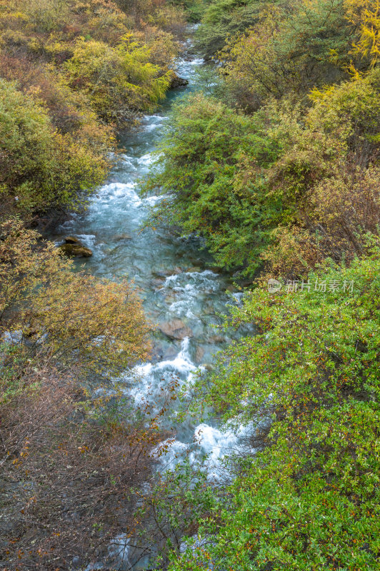 秋天色彩斑斓的森林小溪