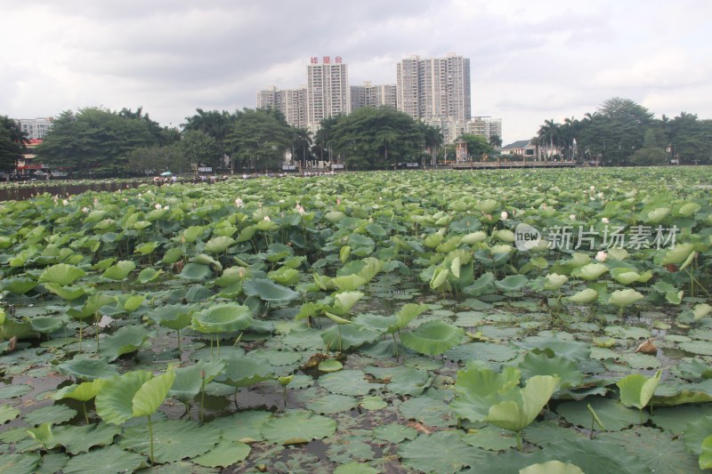 广东省东莞市桥头镇莲湖风景区