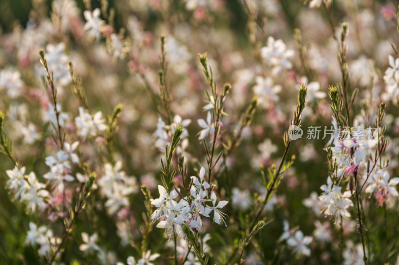 四季花卉盆景格桑花