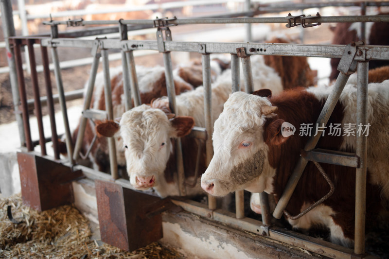 生牛养殖场里的牛