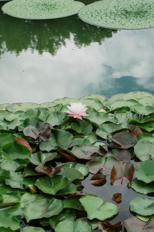 北京国家植物园睡莲