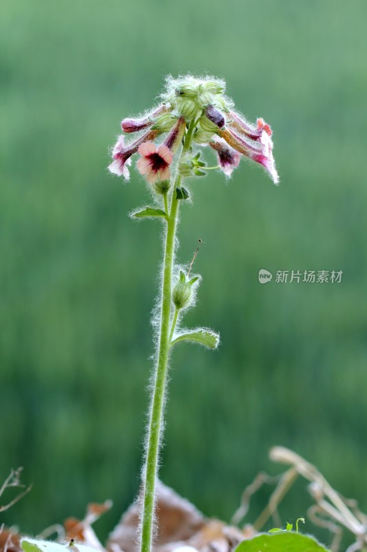 野生地黄