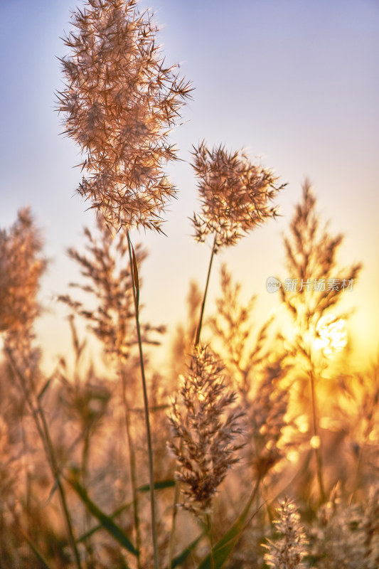 夕阳下的芦苇