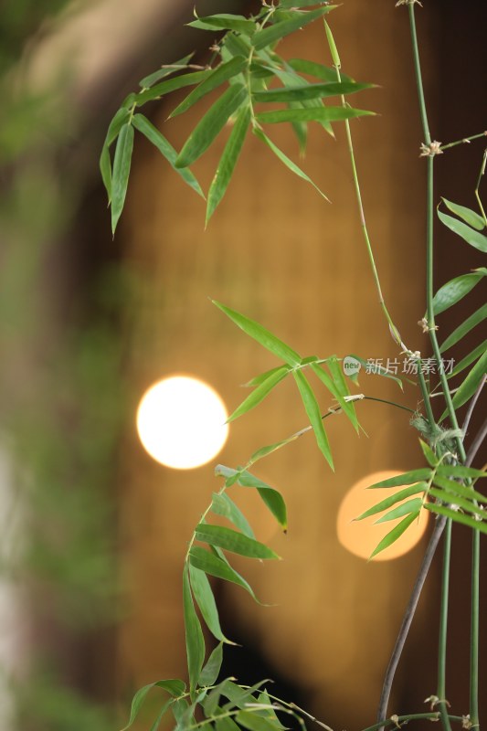 酒柜绿植特写与光斑背景