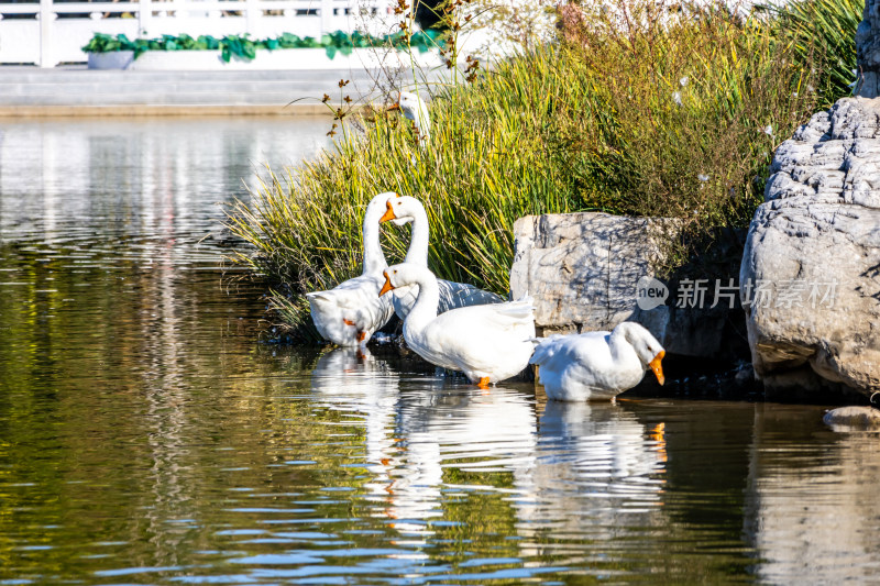 白天鹅在公园湖水中悠闲地游动