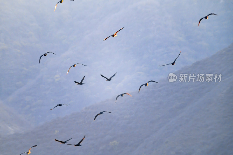 洛阳洛河边湿地里空中飞翔的鱼鹰（鸬鹚）