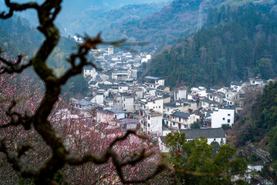 安徽歙县卖花渔村梅花盛开