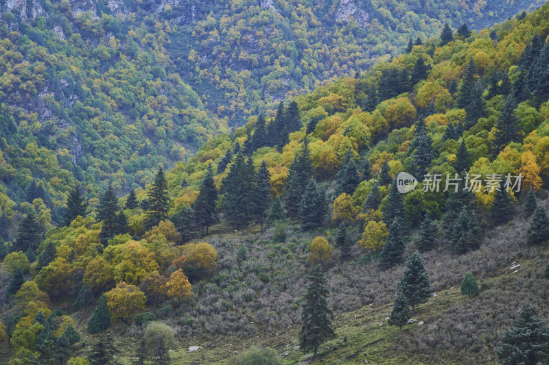 高山草甸的自然风光