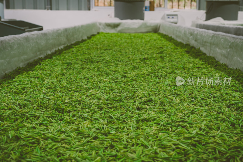 特写新鲜茶叶素材