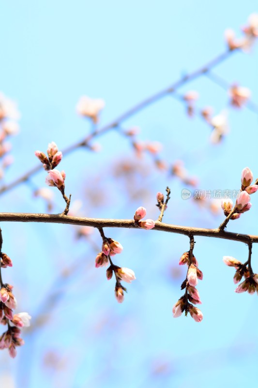 桃花花苞花蕊