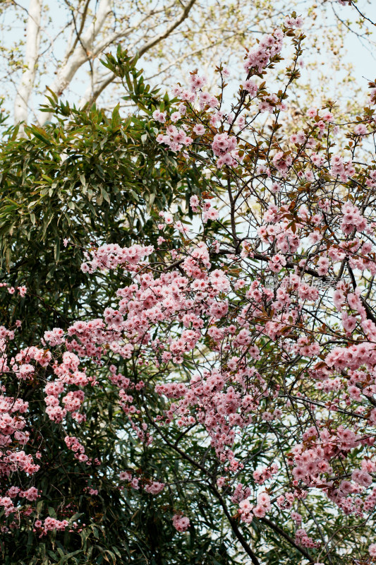 北京玉渊潭公园樱花节樱花