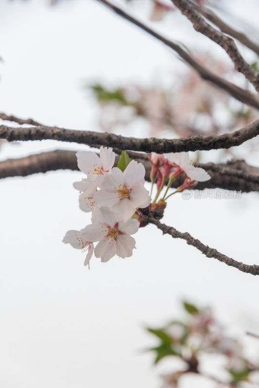 杭州钱塘江樱花大道花朵娇艳