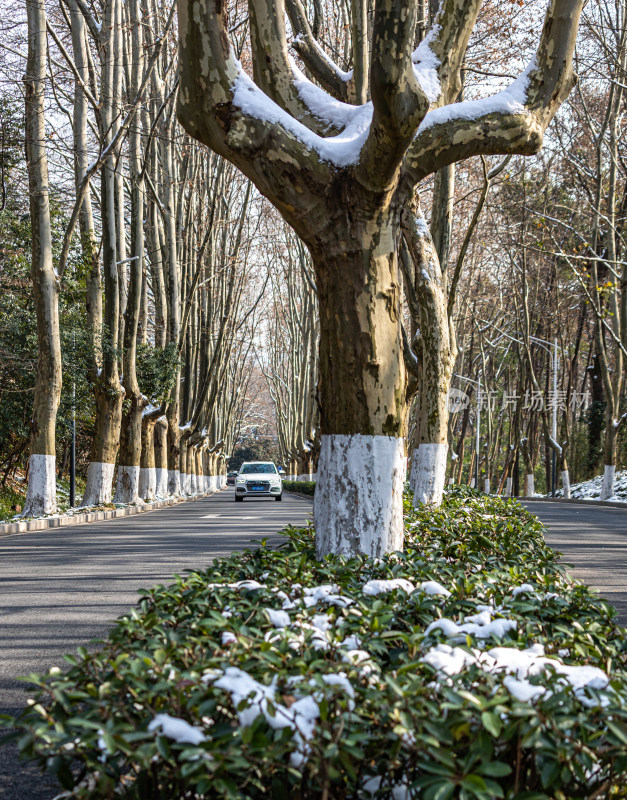 雪后的南京钟山风景区灵谷景区