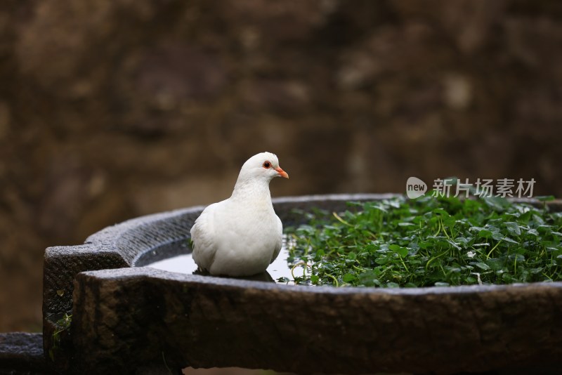 一只水槽里的鸽子