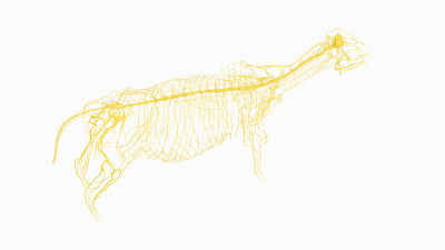 牛医学解剖家畜解剖生物科学医学生物