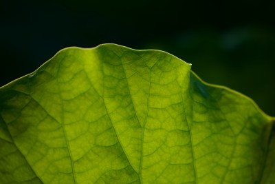 夏日雨荷