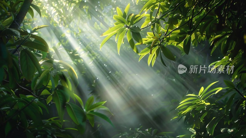 丁达尔梦幻森林光影阳光森林植物