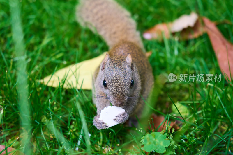 草地上正在进食的松鼠