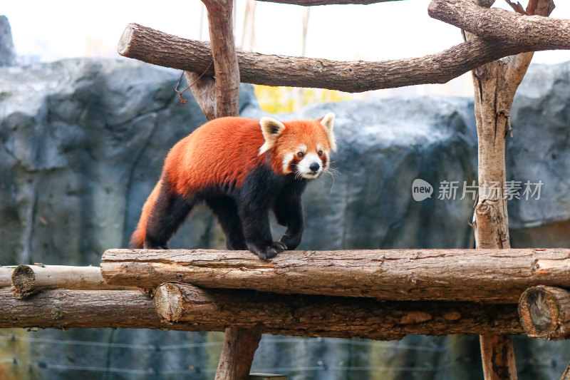 武汉动物园里的小熊猫特写