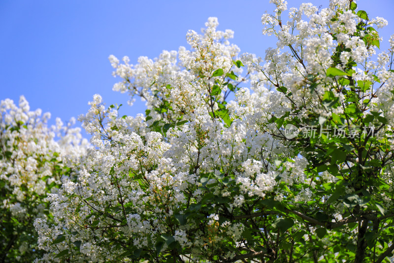 春天四月丁香花花卉开放治愈清新