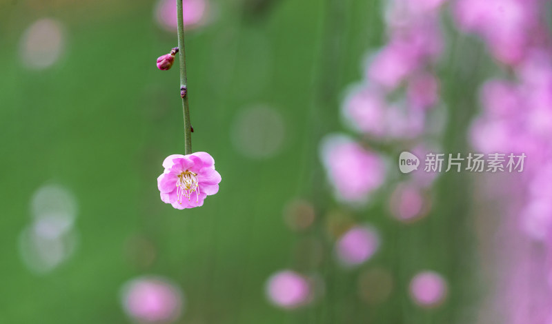 贵州梅园梅花