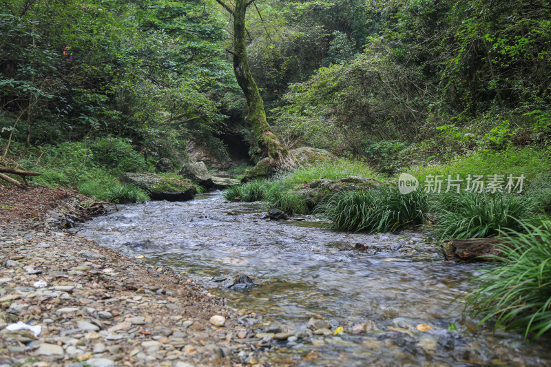 溪流 山间 森林