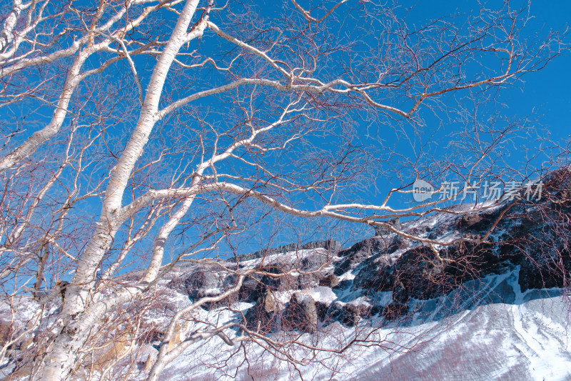 长白山岳桦树