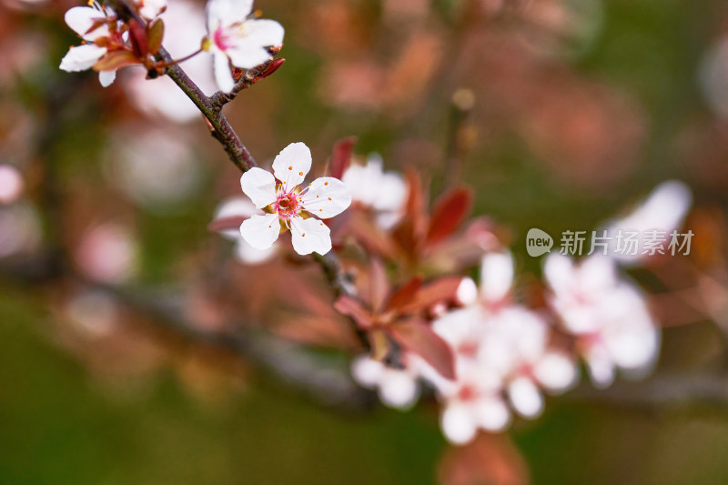 盛开的樱花