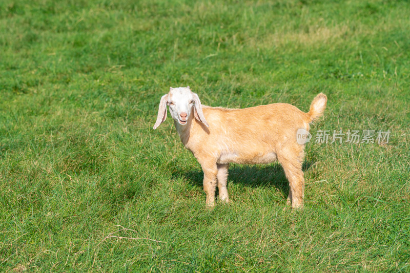 草原上吃草的羊