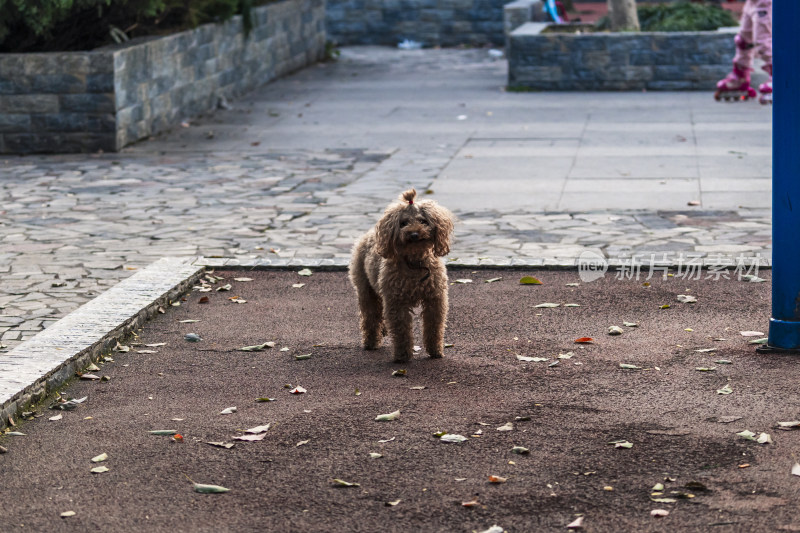 户外小路上独自站立的可爱泰迪犬