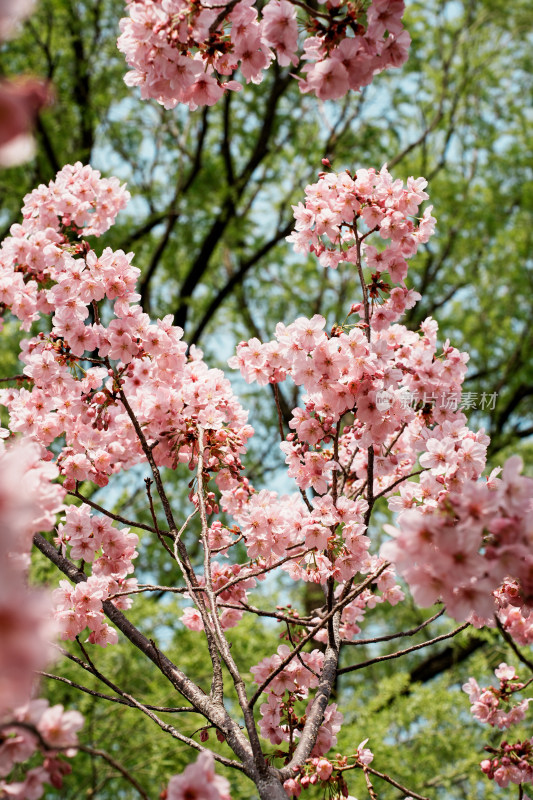 北京玉渊潭公园樱花节樱花