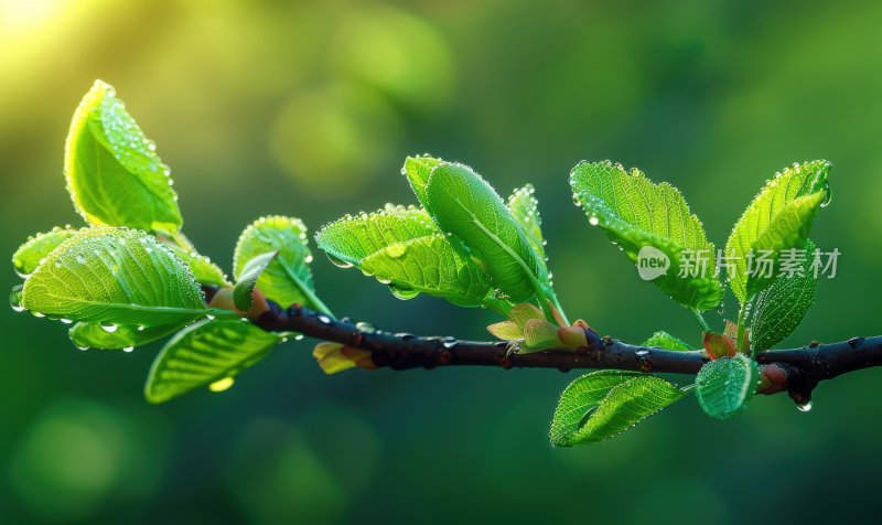 阳光植物发芽逆光树叶嫩芽自然背景