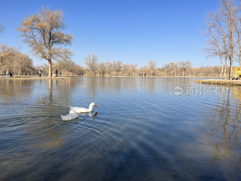 甘肃省酒泉市金塔胡杨林金波湖