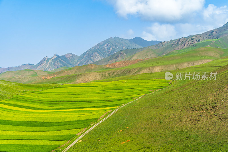 青海祁连县卓尔山景区，夏季起伏的高山牧场